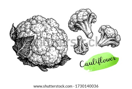 Cauliflower. Ink sketch isolated on white background. Hand drawn vector illustration. Retro style. Royalty-Free Stock Photo #1730140036