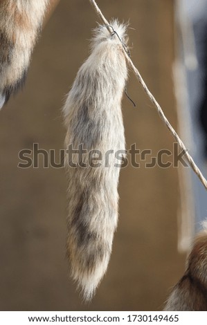 Fur with the skin of a fox in the market.