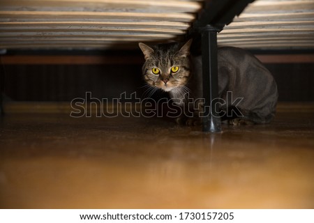 British cat under the bed.  Cat grooming.  Сat haircut styles, Lion Cut For Cats concept. Royalty-Free Stock Photo #1730157205