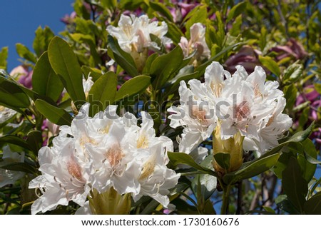 Close up of white rhododendron flower with red magnolia flowers in the blurred background