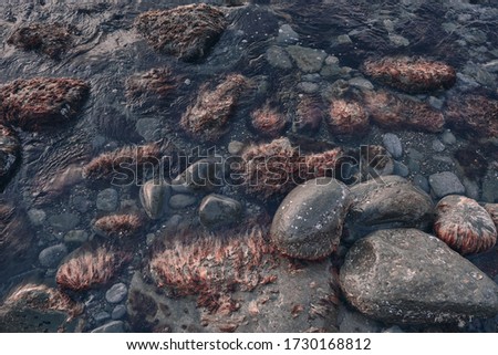 red seaweed growing on a stone. View from above. Background and surface texture. Seaweed in ocean water.