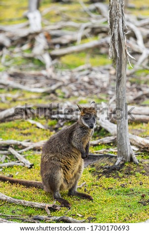 wallaby relaxing in Phillip Island, Australia.