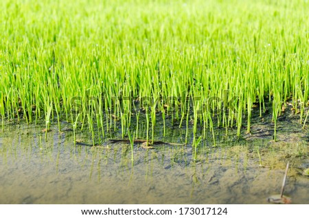 Baby rice crops in a nursery plot