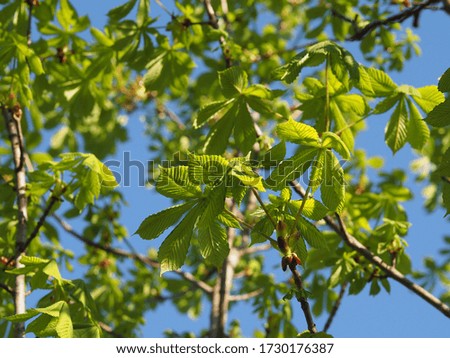 Chestnut branches with fresh green leaves on a sunny day against a blue sky. Bright spring picture nature for screensavers, wallpapers and print the cover