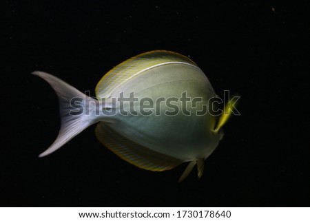 A portrait image of fish.