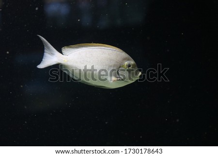 A portrait image of fish.