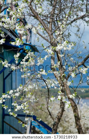 Blossom cherry branch on the wooden background of old barn, spring flowers