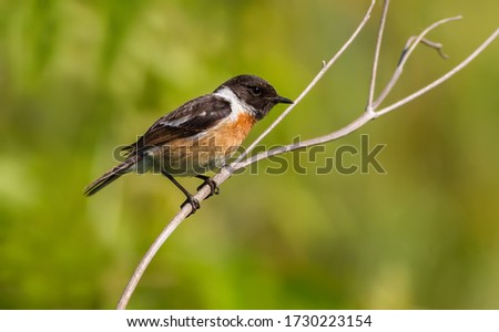 European stonechat. Early in the morning the male bird sits on the stem of the plant