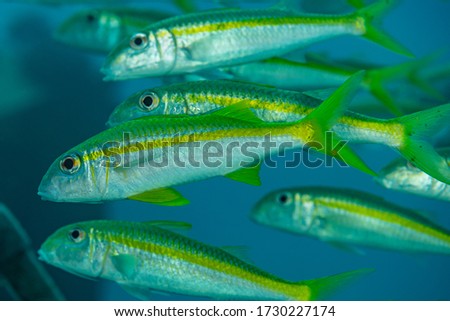 school of yellowfin goatfish fish yellow