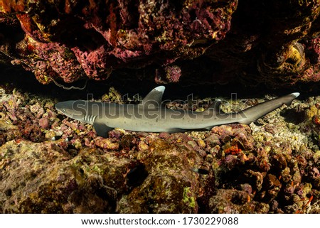 young juvenile whitetip reef shark resting in a cave