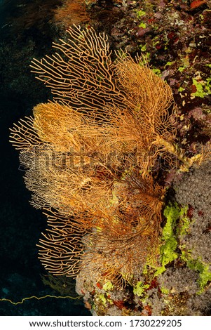 typical Red Sea tropical reef with hard and soft coral surrounded by school of orange anthias on large gorgonian