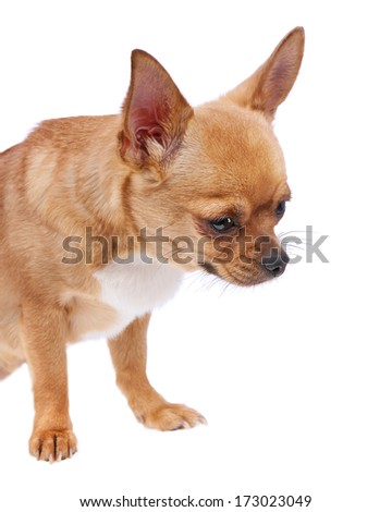 Chihuahua dog isolated on white background. Closeup.