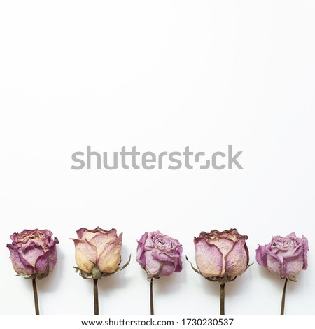 Dry purple rose flowers on white background. Floral composition, flat lay, top view, copy space