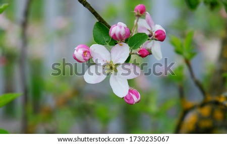  Blooming apple trees in spring park close up