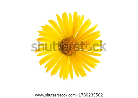 yellow flower isolate on white background