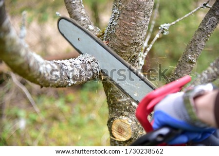 Professional gardener cuts branches on a old tree, with using a chain saw. Trimming trees with chainsaw in backyard home. Cutting firewood in village. Small sharpness, possible granularity Royalty-Free Stock Photo #1730238562