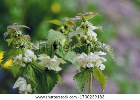 White dead-nettle (Lamium album) leaves and flowers, spring 2020. White deadnettle is an herbaceous perennial plant sometimes called the Bee nettle.