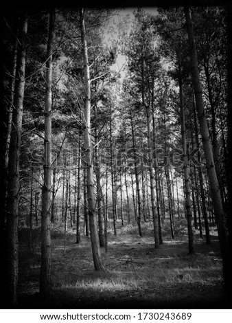 Big & tall pine trees are seen in a dense forest. Natural treescape on scenic woodland trail. Straight trunks cast dark shadows during afternoon. Moody black and white edit.