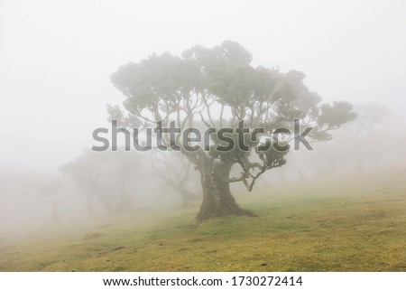 View at Mystical Fanal laurisilva forest at Madeira island, Portugal