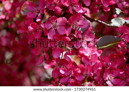 a bee collects nectar from the pink flowers of an apple tree