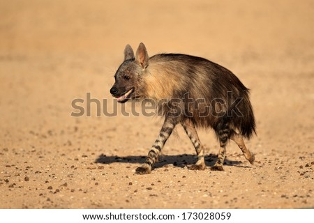 Brown hyena (Hyaena brunnea), Kalahari desert, South Africa