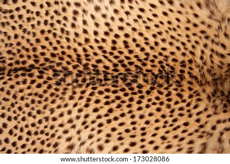 Close-up view of the skin of a cheetah (Acinonyx jubatus)