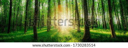 spring forest trees. nature green wood sunlight backgrounds. Royalty-Free Stock Photo #1730283514