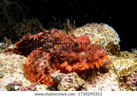 RockFish seen at red Sea