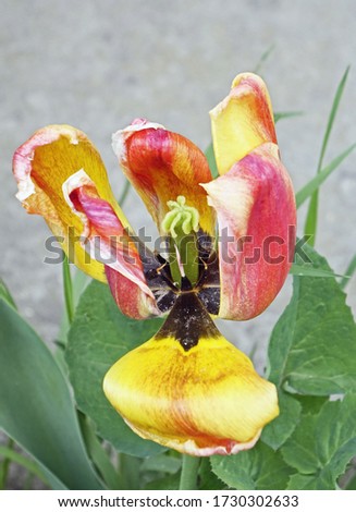 wilted maroon yellow decorative flower. Tulipa gesneriana