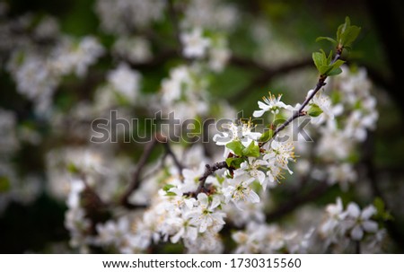 Cherry blossom in the spring.Flowers of a fruit tree in the spring, the flowering period in may. Allergy