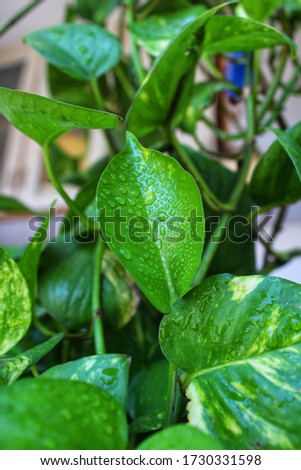Natural Money Plant with monsoon droplets 
