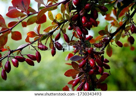 Barberry branch  with red berries (Berberis vulgaris). Branch of autumn barberry bush with red leaves and berries