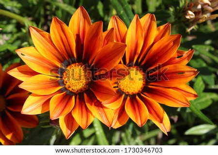 Bright and colour Flowers. Included with insects.