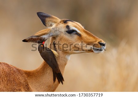 Impala female standing on the savanna with red billed oxpecker on her head  in Kruger National Park in South Africa Royalty-Free Stock Photo #1730357719