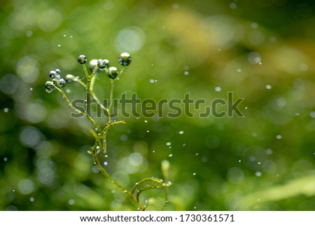 Bubbles in fish tank and drops of dew in the morning glow in the sun. Beautiful leaf oxygen molecule texture in nature. Organic and Natural background