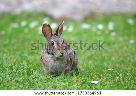wild bunny in the green meadow