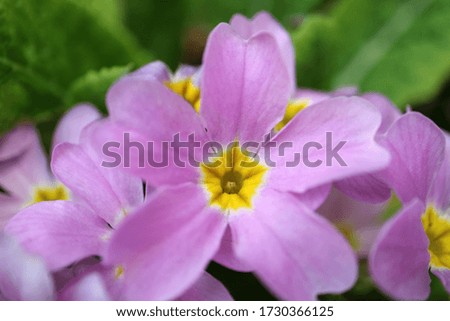 Purple Primula with soft petals ,yellow stamens and green leaves in the garden,spring purple flowers macro