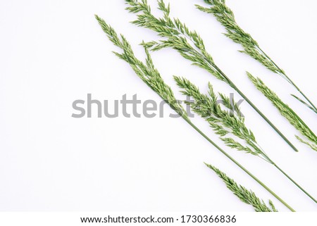 Green grass on a white background, composition. Floral spring background. Flat lay, space for text.