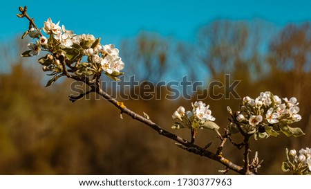 Beautiful spring blossoms near Landau, Isar, Bavaria, Germany