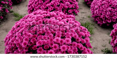Bright Beautiful chrysanthemums of varying color flower growing in the garden, background image of the colorful flowers.