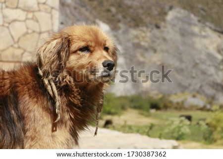 street dog From the mountains 
