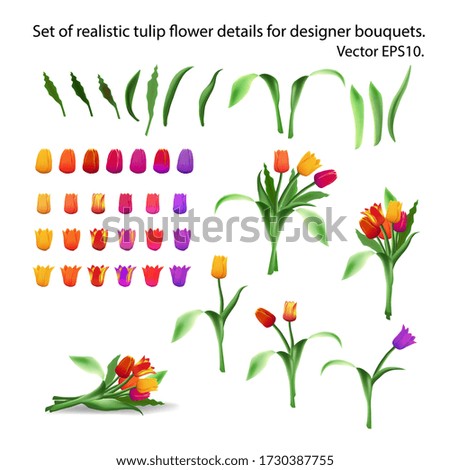 Set of realistic tulip flower details for arranging bouquets. Constructor. Designer of bouquets of tulips. Multi-colored buds, petals and stems. Long leaves. Isolated vector EPS10.