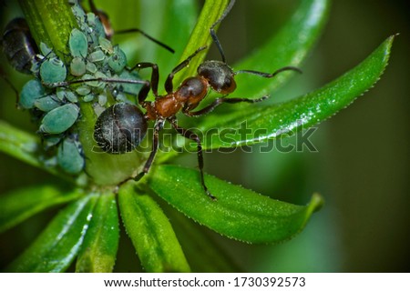 an ant that is currently hunting for aphids with its colony.