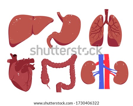 Human body parts elements. Isolated on white liver, heart, colon, kidneys, lungs and stomach in cartoon style. Biological, medicine clip art set.