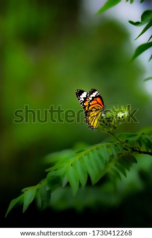 Butterfly Sitting on the leaf its nature place Butterflies are beautiful insects and there are thousands of species in habitats all over the world. Butterfly Photos nature photos 