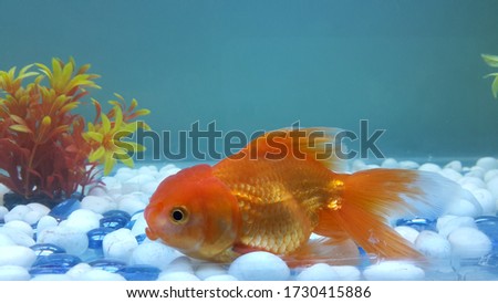 Beautiful Gold Fish In Aquarium