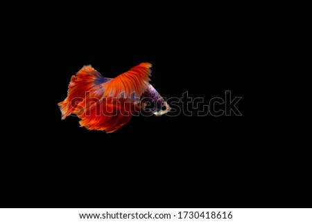 orange fighting fish isolated on black background.Siamese fighting fish.	