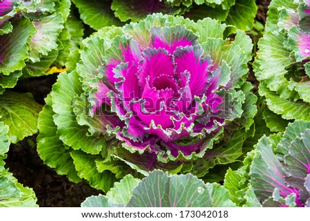Close Up Ornamental Cabbage 
