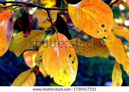 Leaves with a vibrant yellow color attached to a branch. Picture taken in the morning with dew moisture on the leaves. Diffused multi colored background.