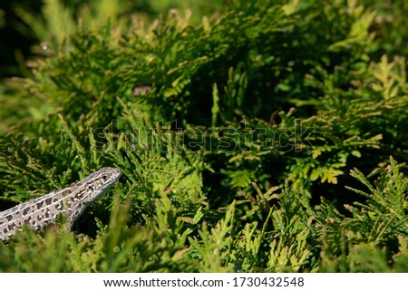 little gray lizard on a green plant